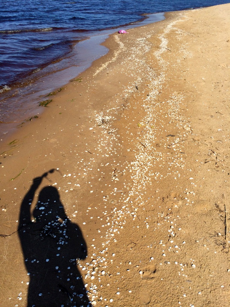 Shells are no nice at all for Beachwalker. Actually they are the most dangerous species for my feet and my lifestyle...