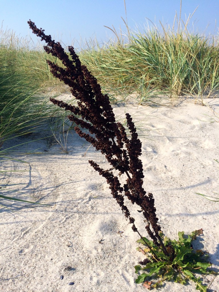 Typical swedish kind of thing that needs some nursing by sand...