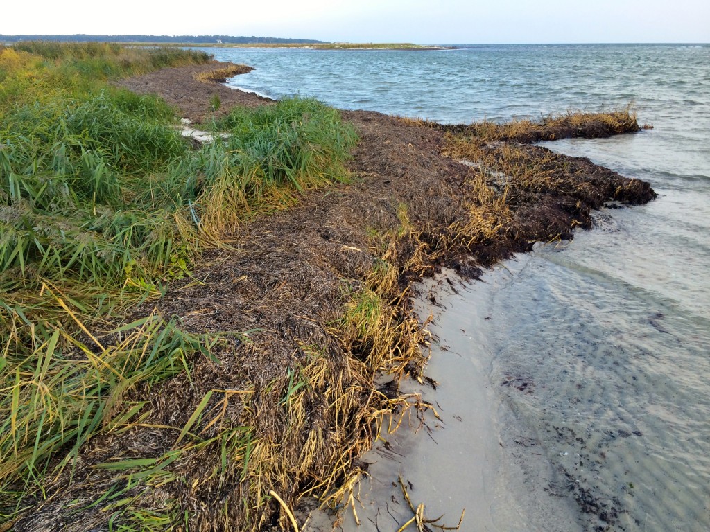 The end of the Falsterbo beach. From now on the birds are in charge...