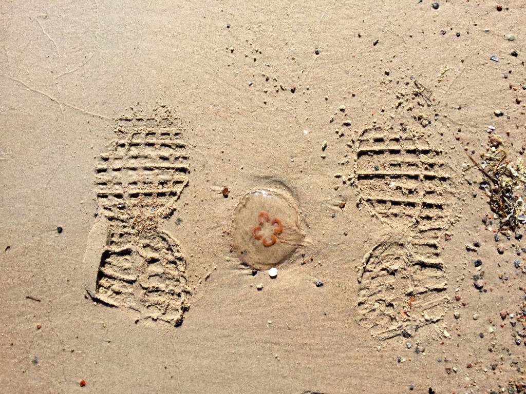 Jellyfish. Not very common on Gotland. It survived the steps by Beachwalker. Step by step.