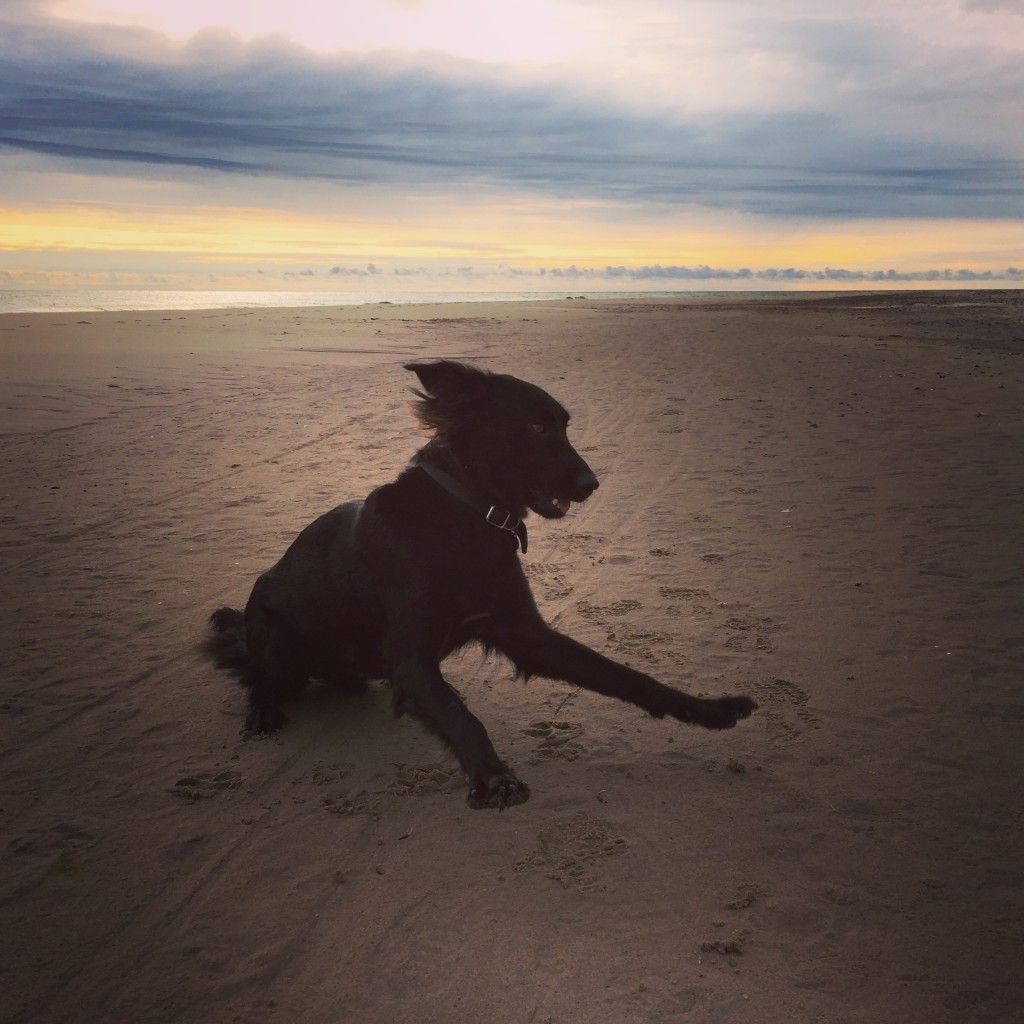 My Mexican naked beach dog with fur is my best co-walker.